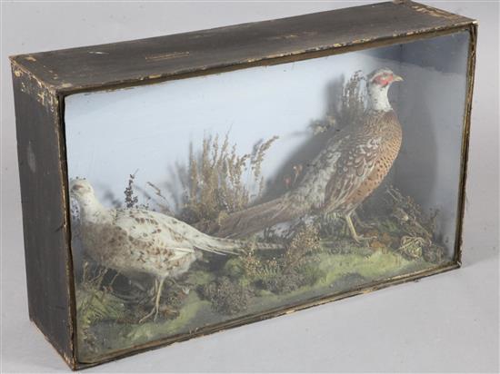 A Victorian taxidermic group of two pheasants, width 36.5in. height 22in.